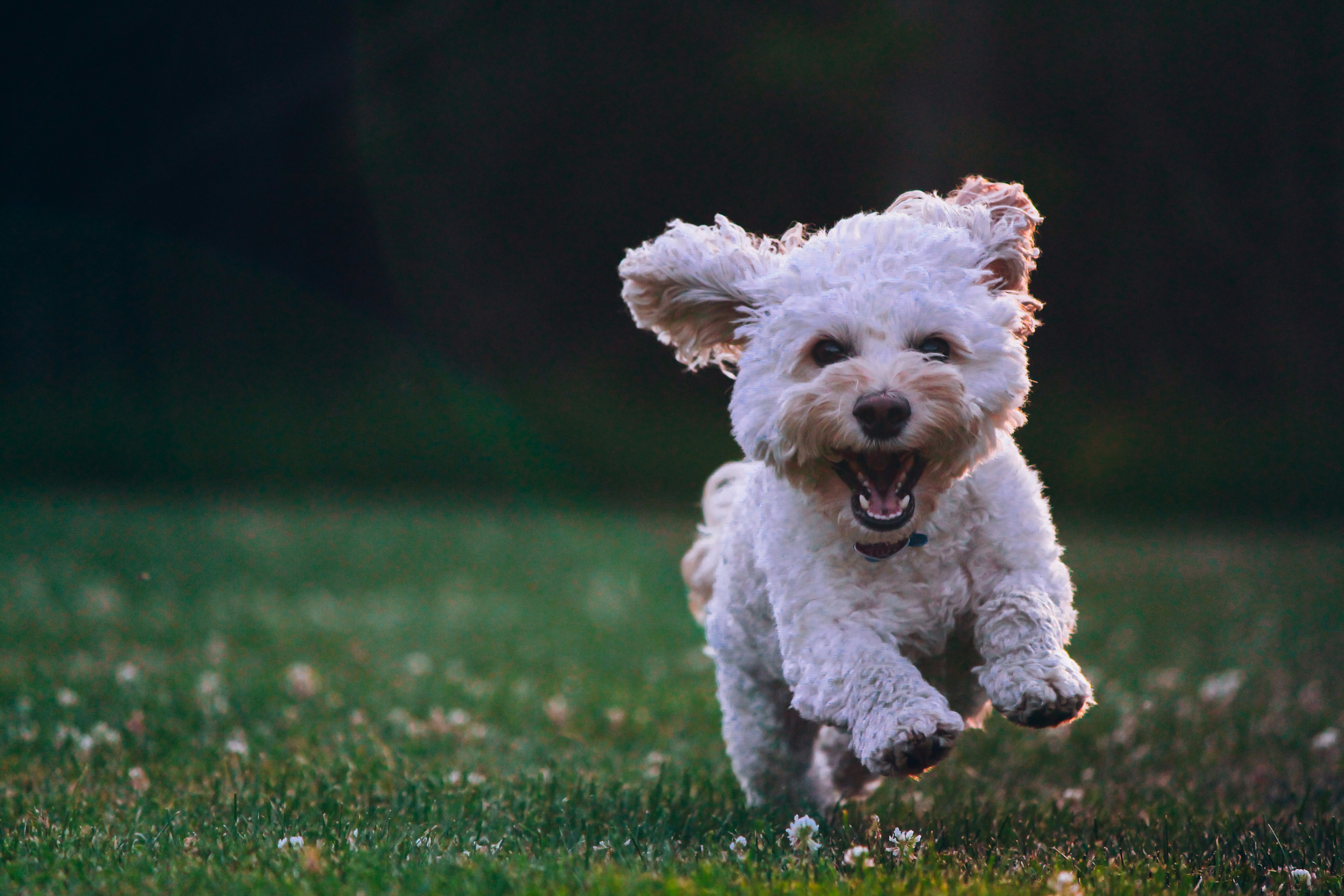 Dog Boarding